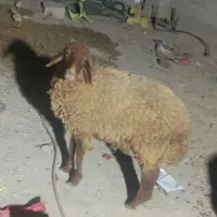 گوسفند|حیوانات مزرعه|هندیجان, |دیوار