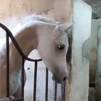 سیلمی عرب وارداتی|اسب و تجهیزات اسبسواری|گلپایگان, |دیوار