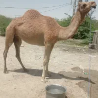 شتر