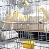 قناری  تعداد رسمی