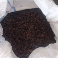 مویز دشمن زیاری