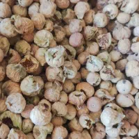 انجیر ضایعاتی