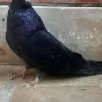 کفتر نوک قنار