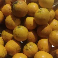 فروش پرتقال تامسون