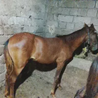 دو عدد کره اسب نر و ماده