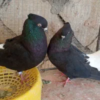 زاغ دم سفید