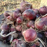 پیاز قرمز تبریز|خوردنی و آشامیدنی|دشتابی, |دیوار