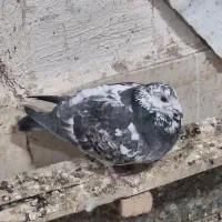 پلاکی غریب|پرنده|کرمان, |دیوار