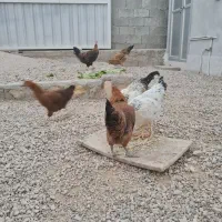 مرغ و خروس