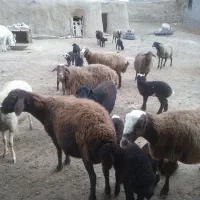 ۲۴۰۰۰۰۰۰|حیوانات مزرعه|پیشخور, |دیوار