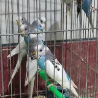 فروش تعدادی مرغ عشق