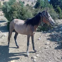 مادیان ۳سال