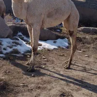 شیر شتر سنتی