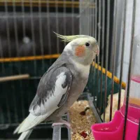 عروس هلندی سخنگو|پرنده|جیرفت, |دیوار