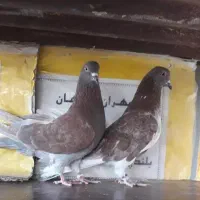 کفتر پرشی  چهارجفت|پرنده|کاشان, فرودگاه کاشان|دیوار