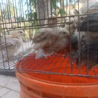 جوجه سبرایت برهما سلطان