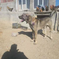 واگزاری سگ عراقی