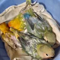 طوطی برزیلی سرلاکی و جوجه دون خور و نروماده|پرنده|ساوه, |دیوار