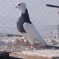 طوقی سیاه ماده