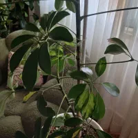 شفلرا دوتنه یکی هم تازه جوونه زده