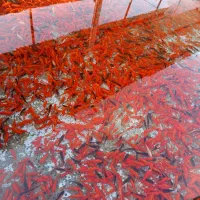 تنگ ماهی ماهی قرمز گلدفیش سبزه بهار نارنج سبزه گند