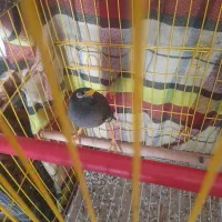 مرغ مینا سخنگو