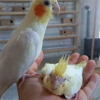 عروس مولد ۱۰۰ درصد گله ای