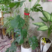 برگ انجیری|گل و گیاه طبیعی|مشهد, رضاییه|دیوار