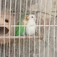 کوتوله برزیلی