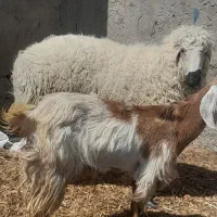 قوچ و بزغاله نر