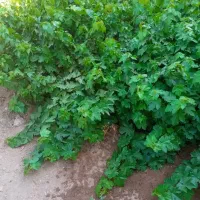 فروش نهال انگور بیذانه سیاه و شامپاین