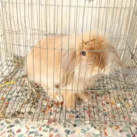 خرگوش مینی لوپ اصلی|موش و خرگوش|شوشتر, |دیوار