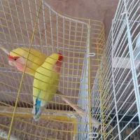 طوطی برزیلی زرد صورت هلویی