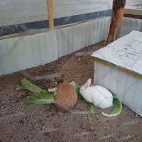 دوعدد خرگوش بازی گوش