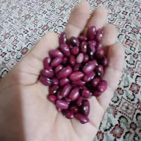 لوبیا قرمز امسالی