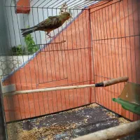 قناری ماده آماده