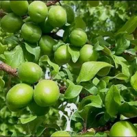 نهال گوجه سبز شهریاری|خدمات باغبانی و درختکاری|جهرم, |دیوار