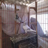 آلمانی درجه یک