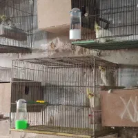 عروس هلندی|پرنده|ارومیه, |دیوار