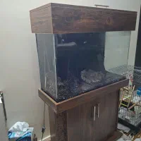 آکواریوم|ماهی|خاوران, |دیوار