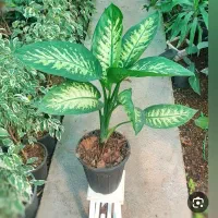 فروش عمده گل آپارتمانی