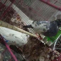 معافظه دوعدد گبوتر ماده.