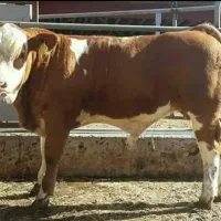 فروش گوشت تازه گوساله بره و کهره