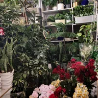 گل آپارتمانی برای حجاج مکه|گل و گیاه طبیعی|اصفهان, شمس آباد|دیوار