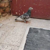 کفتر|پرنده|کاشمر, |دیوار