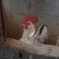 دوتا مرغ گلین و یک خروس|حیوانات مزرعه|قم, پردیسان|دیوار