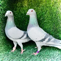 تعدادی سبز و مگس مسافتی