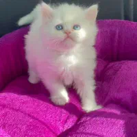 دنیای گربه های|گربه|رشت, چله خانه|دیوار