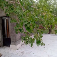 باغ در صغاد