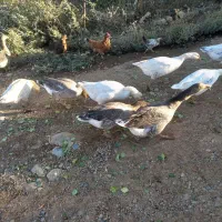 قوغاز|حیوانات مزرعه|بروجرد, |دیوار